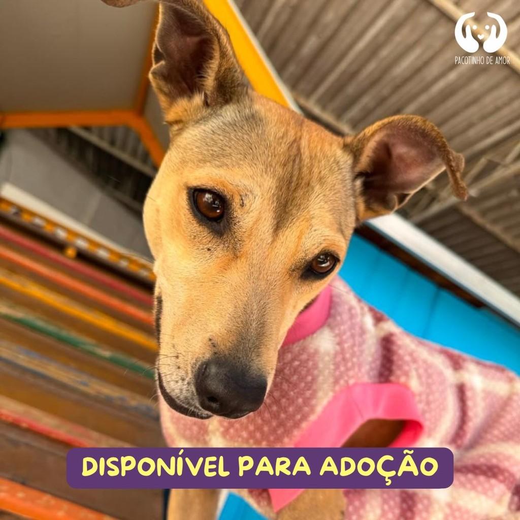 Carmela, cadela de porte médio para adoção em São Paulo - SP