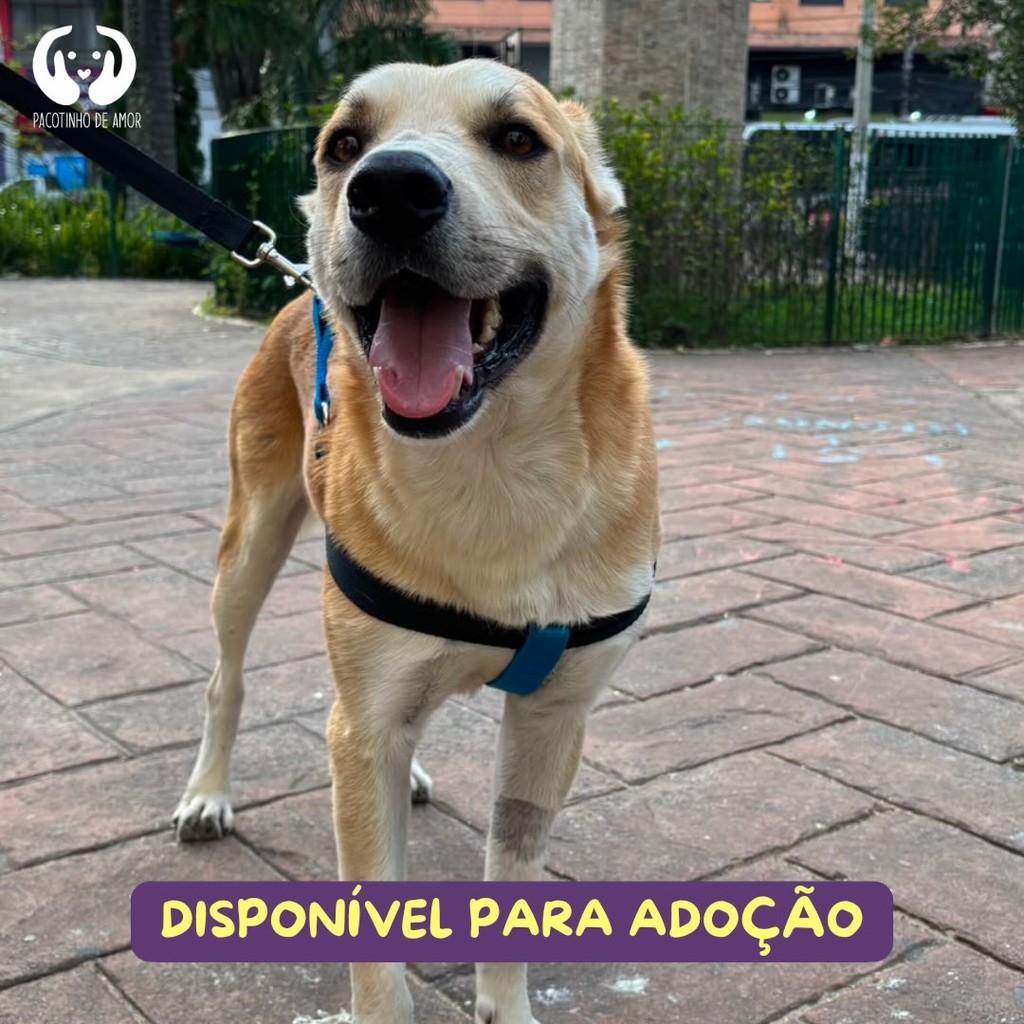 Chefão, cachorro de porte médio para adoção em São Paulo - SP