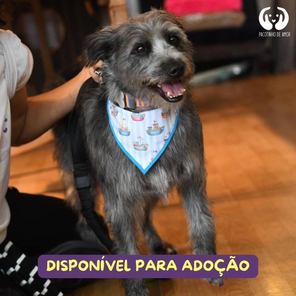 Neguinho, cachorro de porte médio para adoção em São Paulo - SP