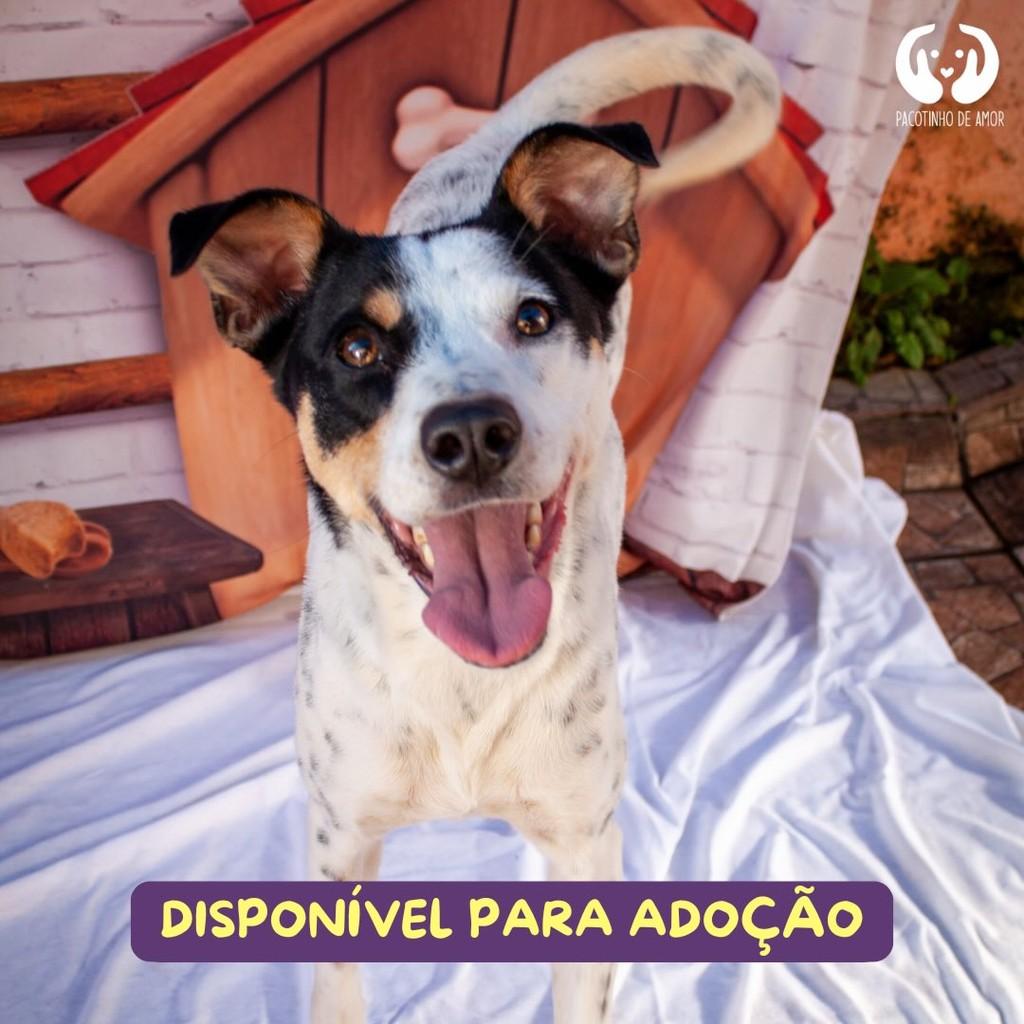 Laika, cadela de porte médio para adoção em São Paulo - SP