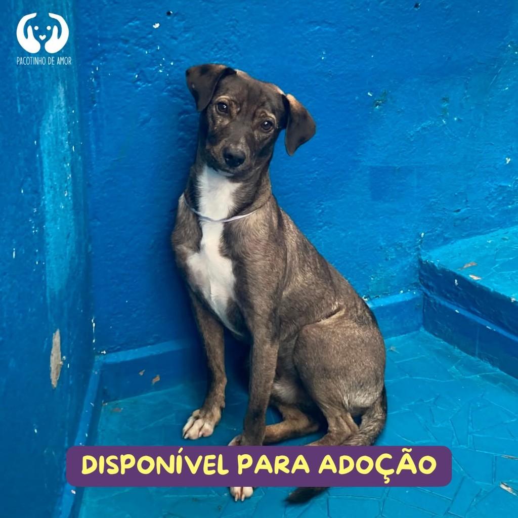 Julinho, cachorro de porte médio para adoção em São Paulo - SP