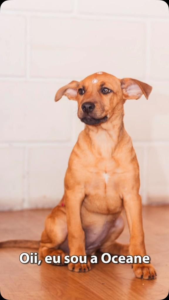 Oceane, cachorro de porte médio para adoção em São Paulo - SP