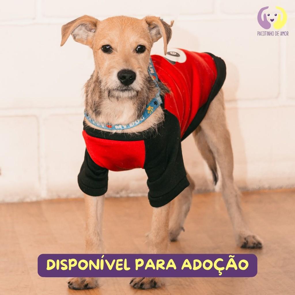 Fiapo, cachorro de porte médio para adoção em São Paulo - SP