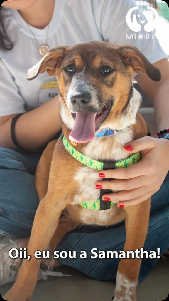 Samantha, cadela de porte grande para adoção em São Paulo - SP