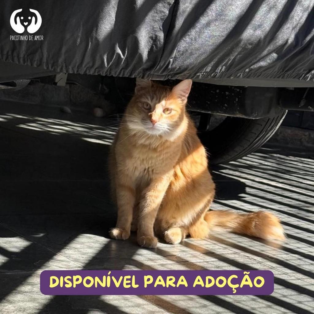 Loiro, gato para adoção em São Paulo - SP