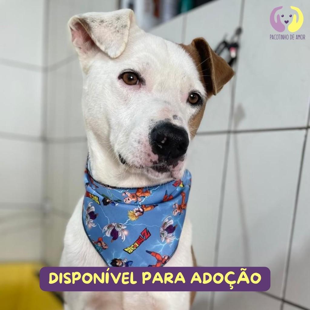 André, cachorro de porte grande para adoção em São Paulo - SP