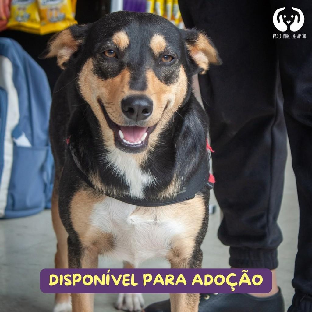 Ísis, cadela de porte médio para adoção em São Paulo - SP