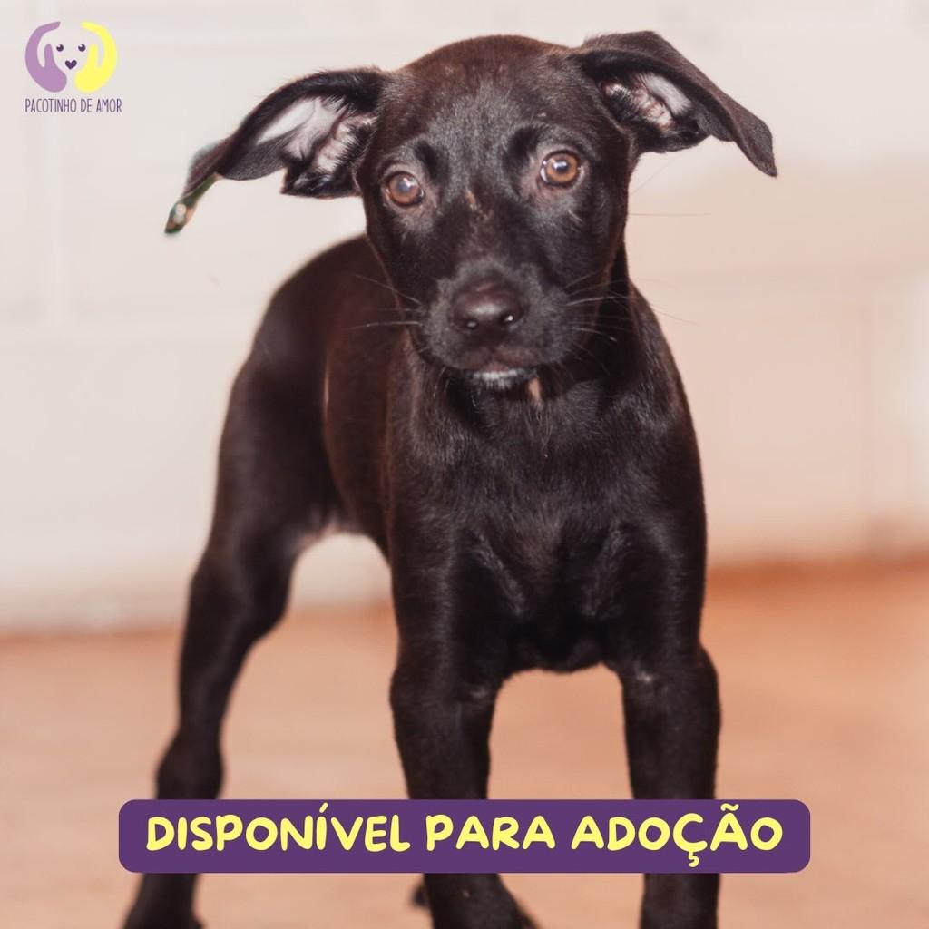 Allegra, cachorro de porte médio para adoção em São Paulo - SP