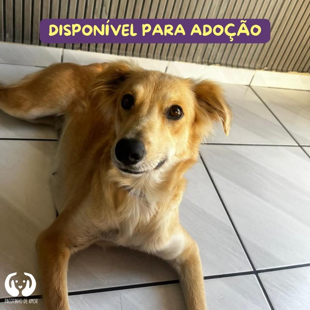 Antonella, cadela de porte pequeno para adoção em Osasco - SP