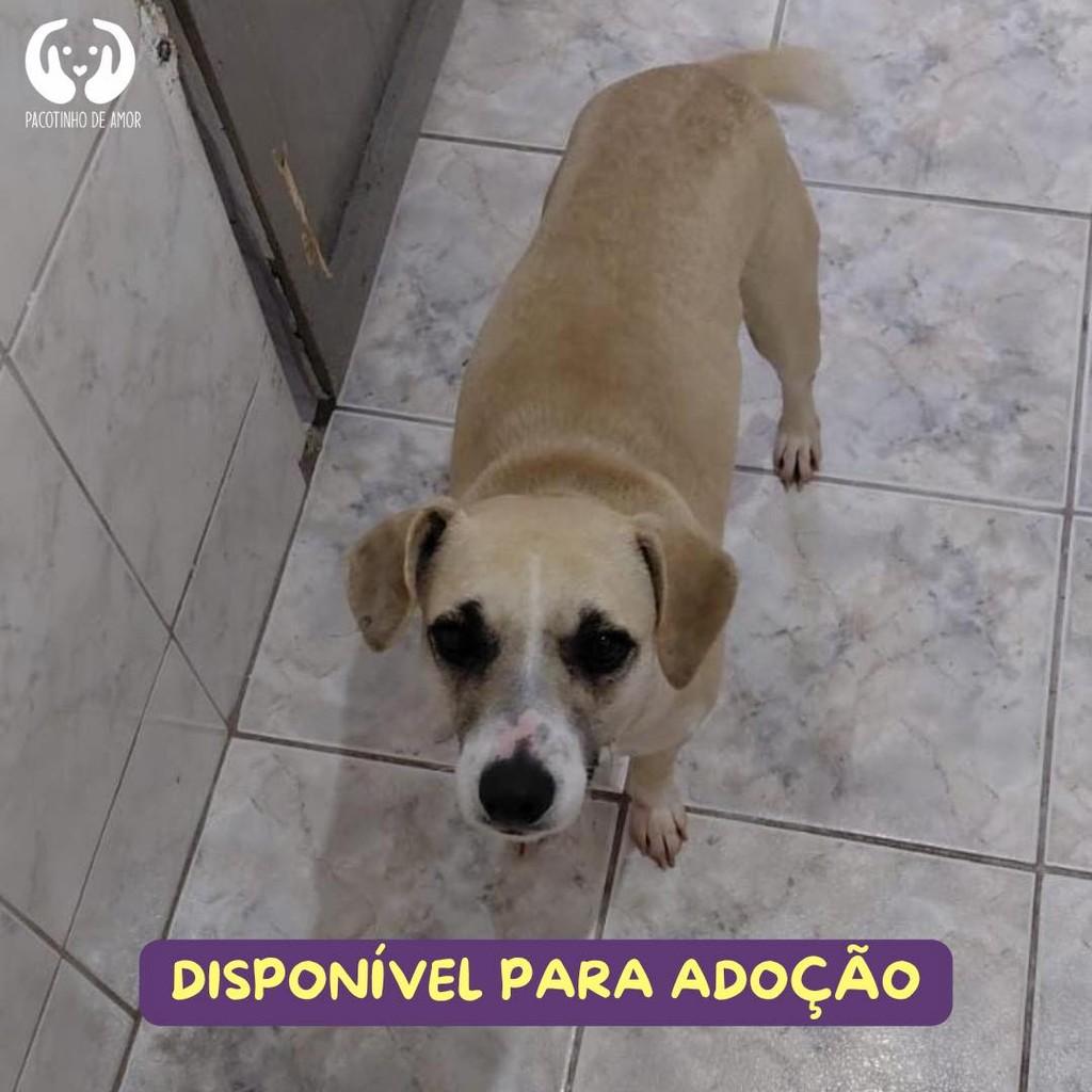 Princesa, cadela de porte pequeno para adoção em São Paulo - SP