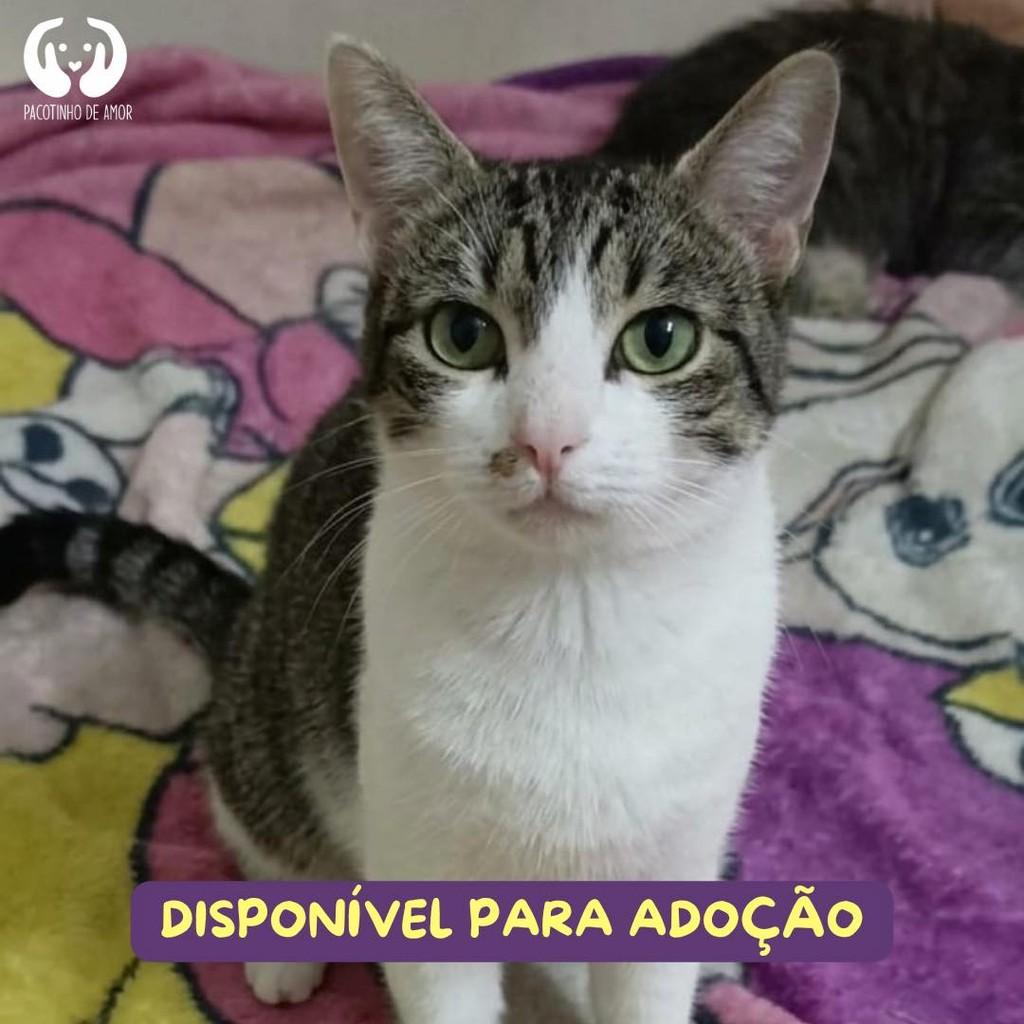 Flanelinha, gata de porte pequeno para adoção em Francisco Morato - SP