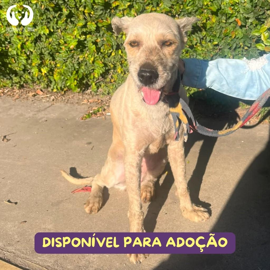 Perla, cadela de porte médio para adoção em São Paulo - SP