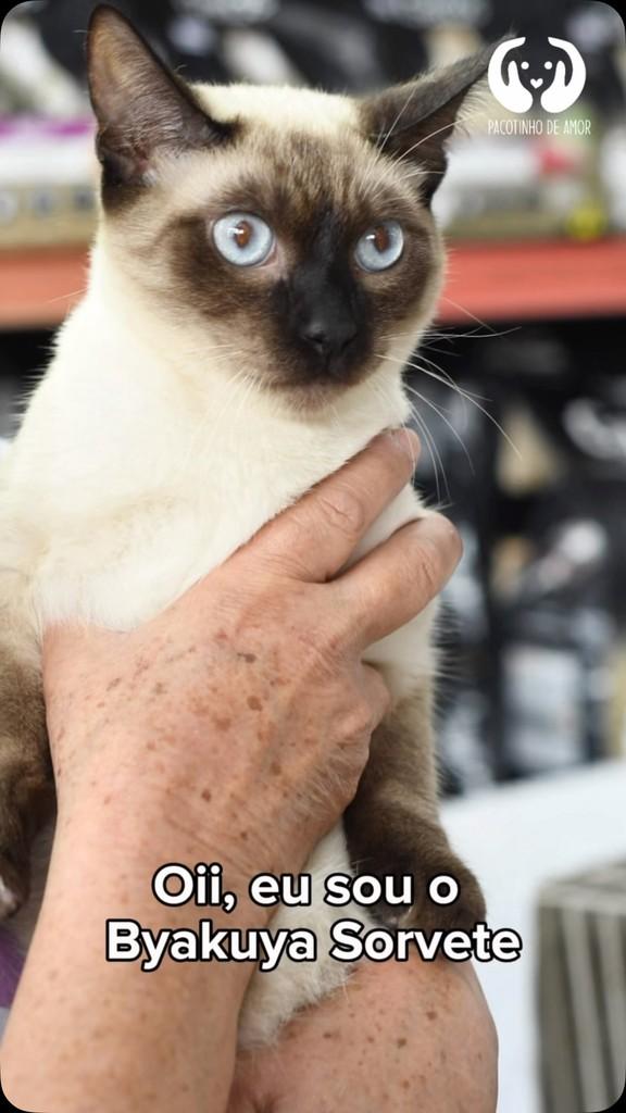 Byakuya Sorvete, gato de porte pequeno para adoção em São Paulo - SP