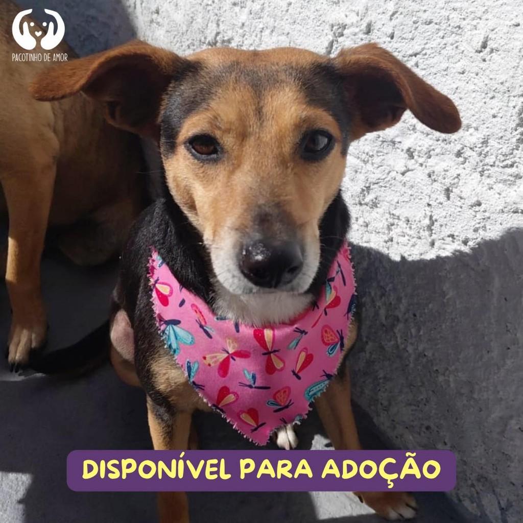 Frida, cadela de porte pequeno para adoção em São Paulo - SP