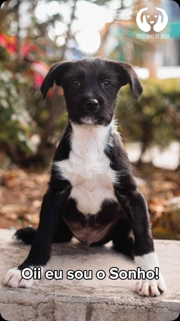 Sonho, cachorro de porte pequeno para adoção em São Paulo - SP