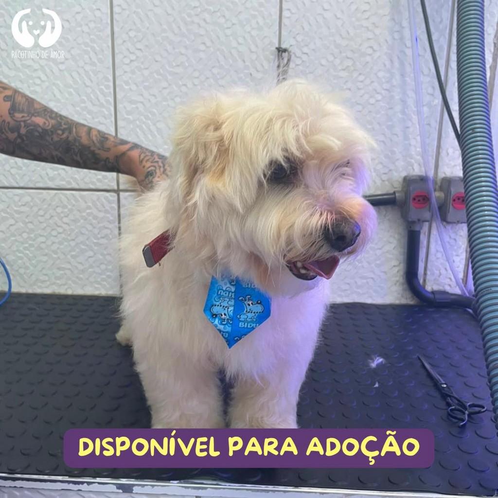 Jorge, cachorro de porte pequeno para adoção em São Paulo - SP