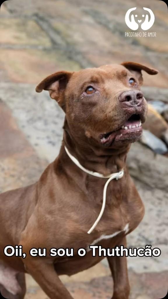 Thuthucão, cachorro de porte médio para adoção em Francisco Morato - SP