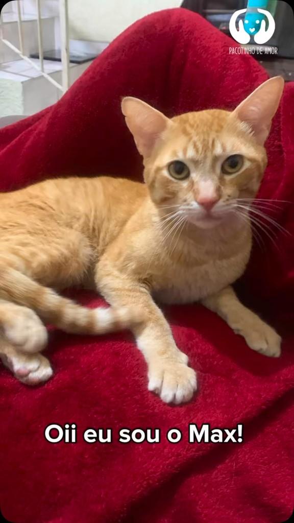 Max, gato de porte pequeno para adoção em São Paulo - SP