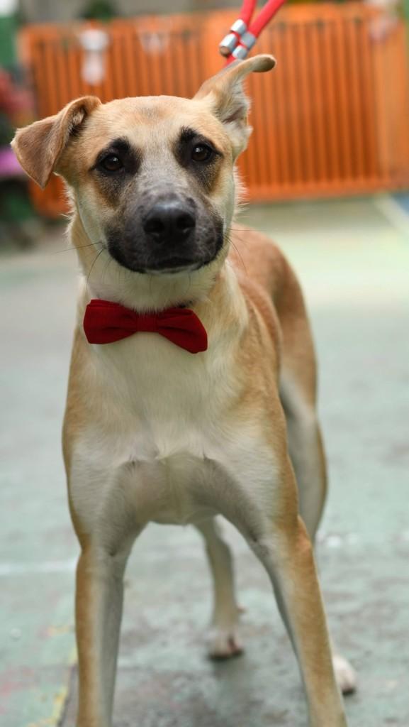 Luke, cachorro de porte médio para adoção em São Paulo - SP