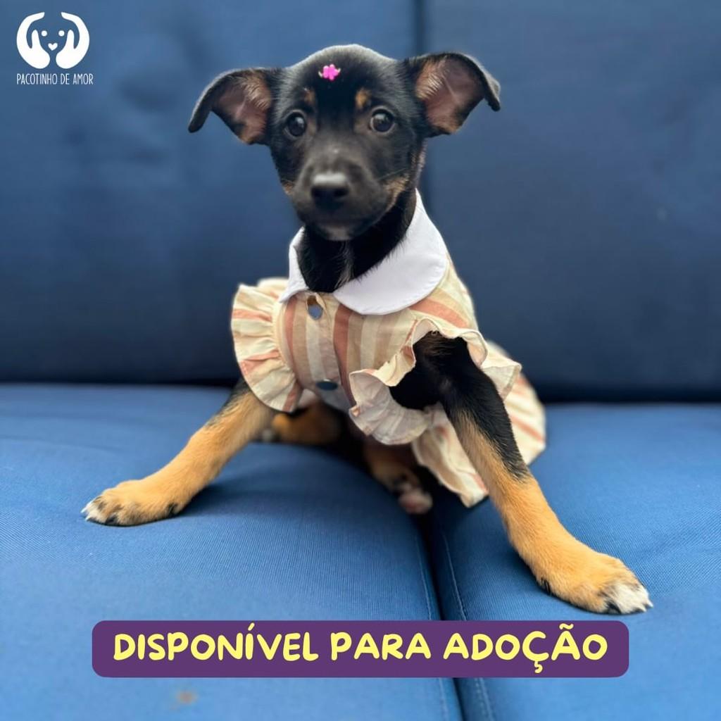 Katy Perry, cadela de porte médio para adoção em São Paulo - SP