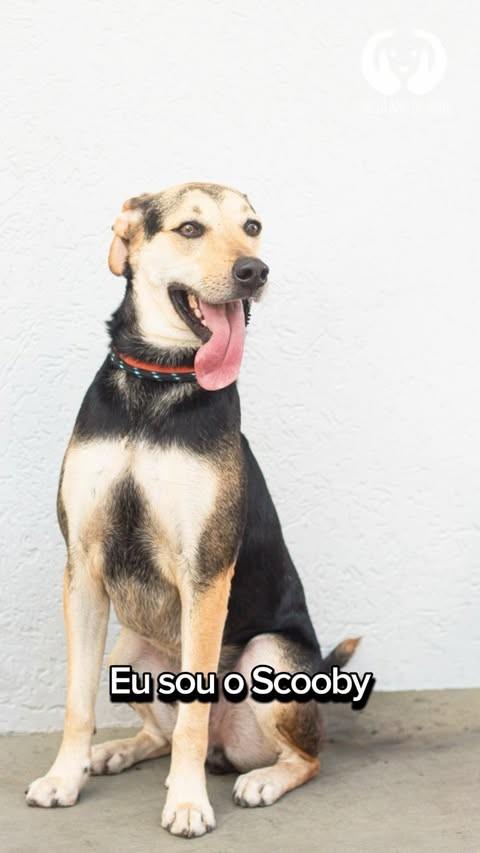 Scooby, cachorro de porte médio para adoção em São Paulo - SP