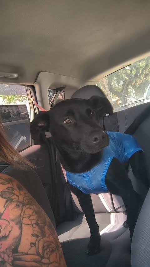 Ráscal, cachorro de porte médio para adoção em São Paulo - SP