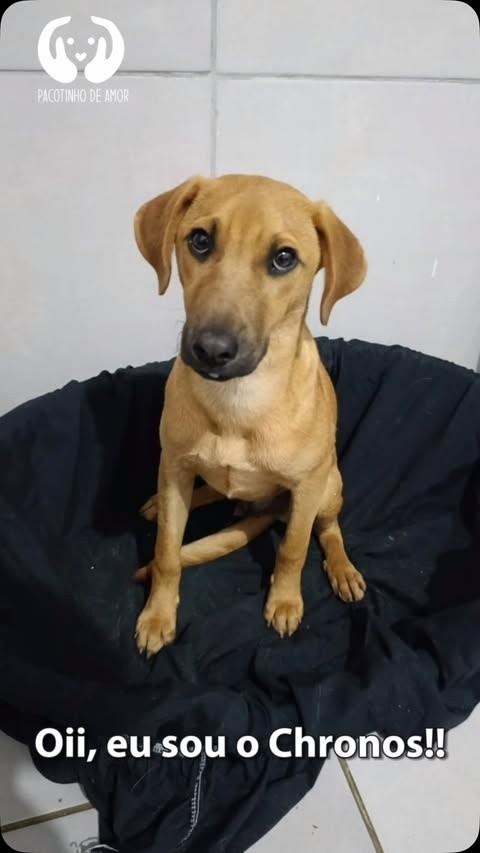 Chronos, cachorro de porte médio para adoção em São Paulo - SP
