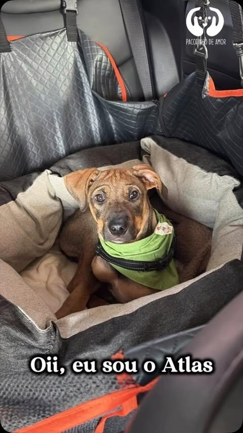 Atlas, cachorro de porte médio para adoção em São Paulo - SP
