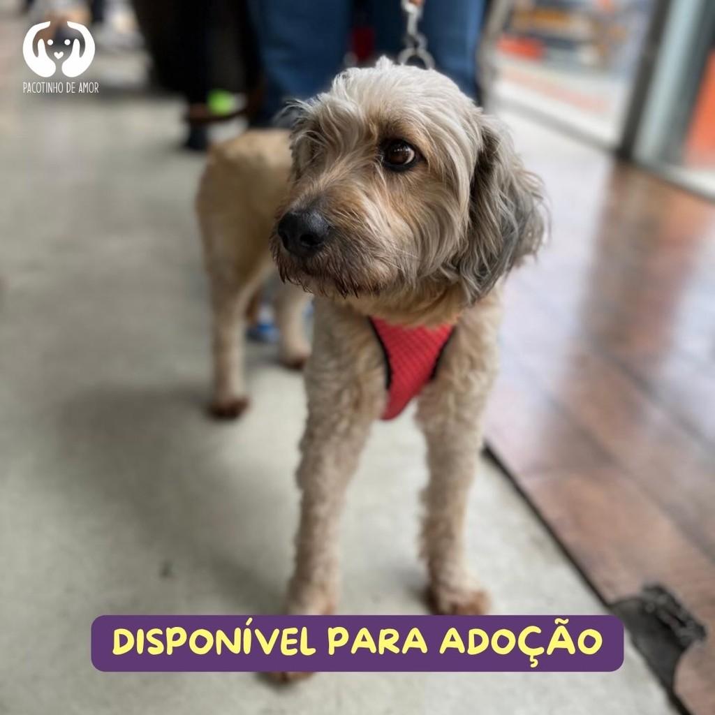 Kiara, cadela de porte pequeno para adoção em São Paulo - SP