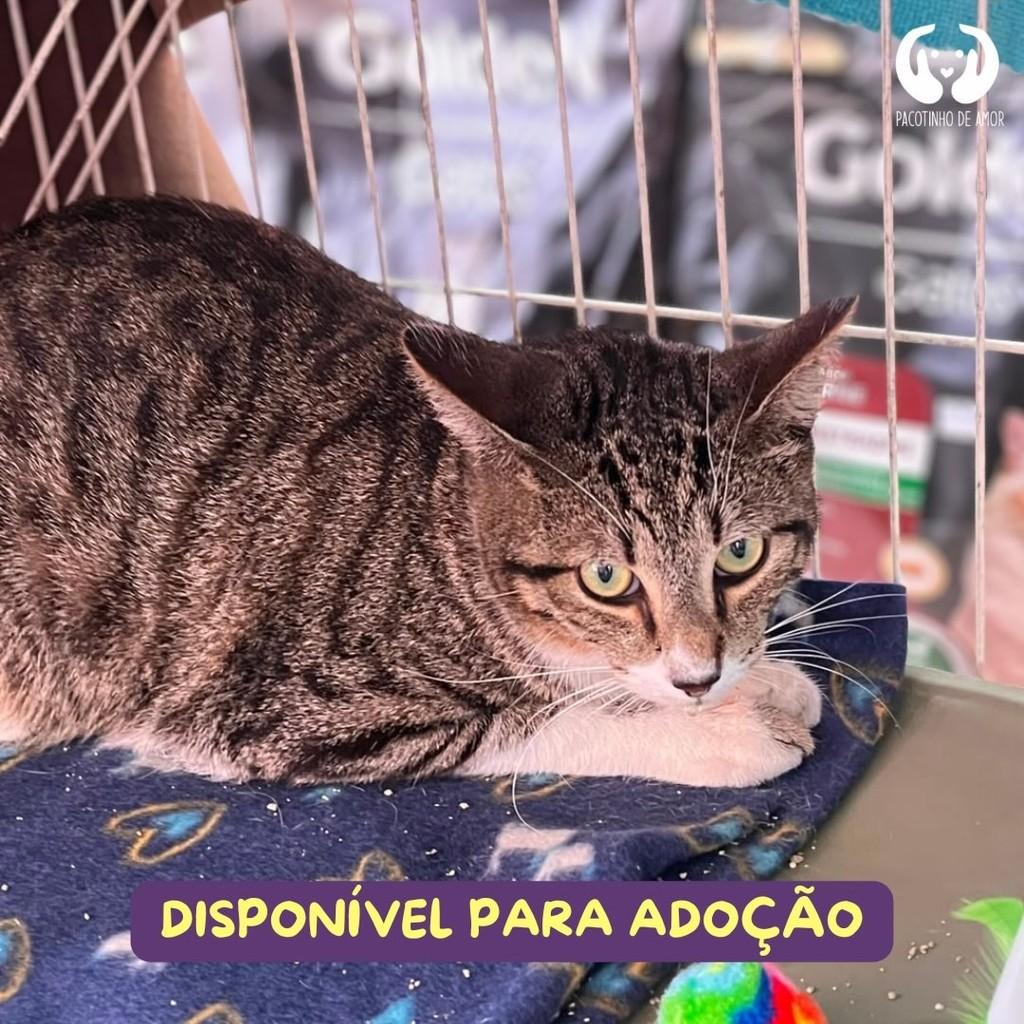 Spooky, gato de porte médio para adoção em São Paulo - SP