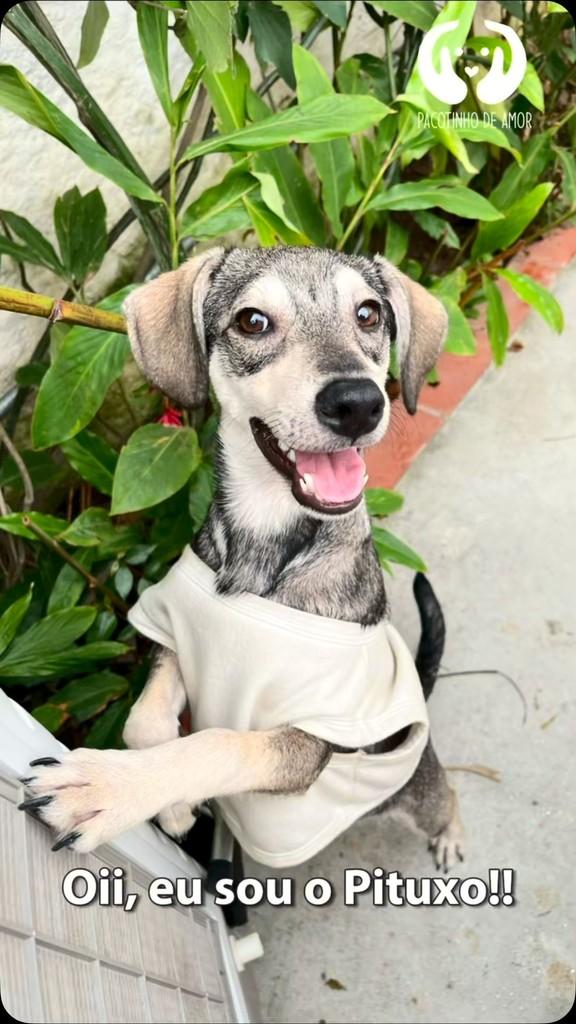 Pituxo, cachorro de porte pequeno para adoção em São Paulo - SP