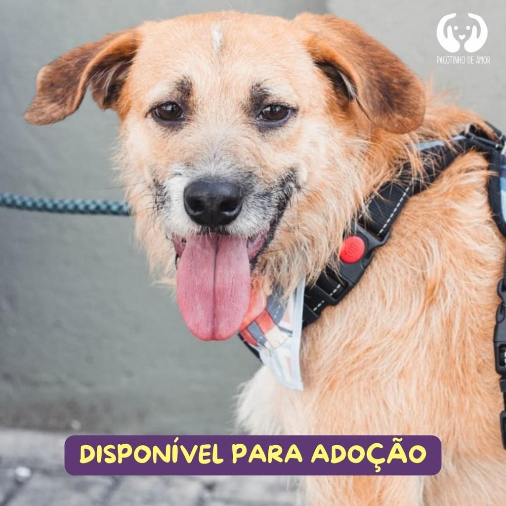 Zeus, cachorro de porte médio para adoção em São Paulo - SP