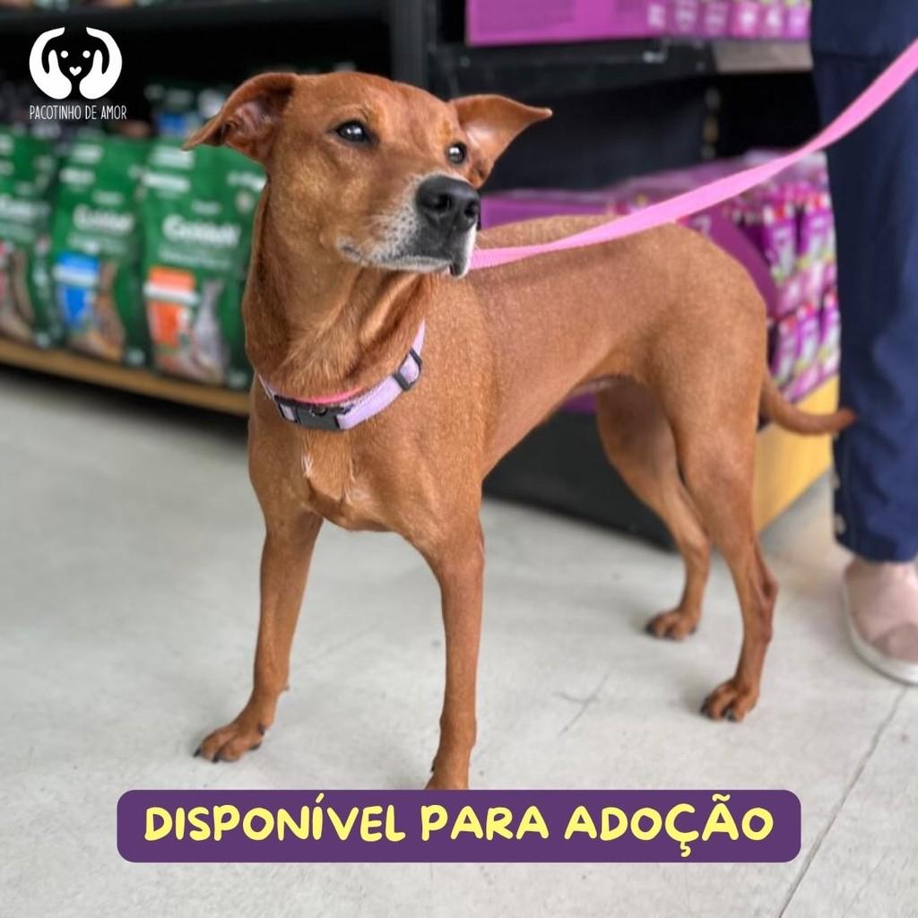Canela, cadela de porte médio para adoção em São Paulo - SP