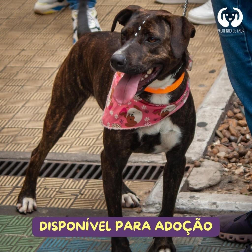 Kaila, cadela de porte médio para adoção em São Paulo - SP