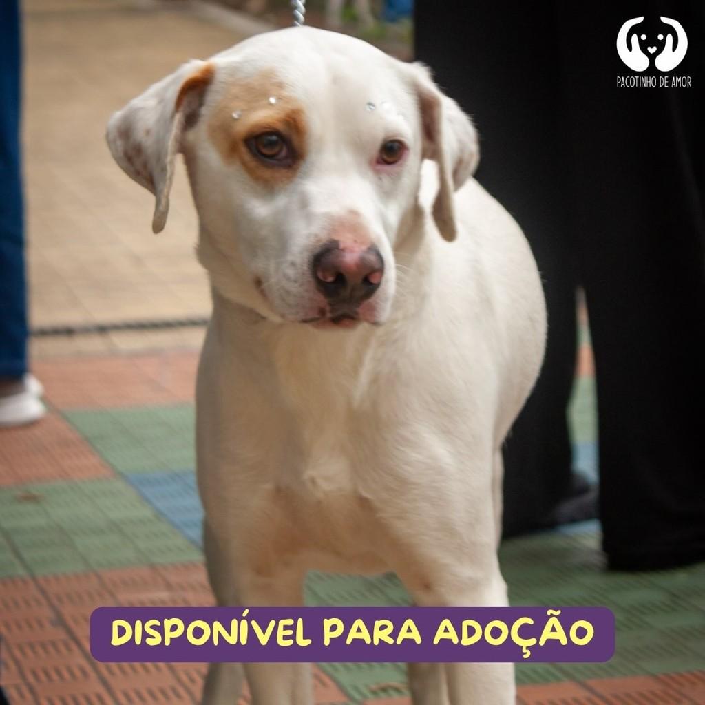 Cocada, cachorro de porte médio para adoção em São Paulo - SP