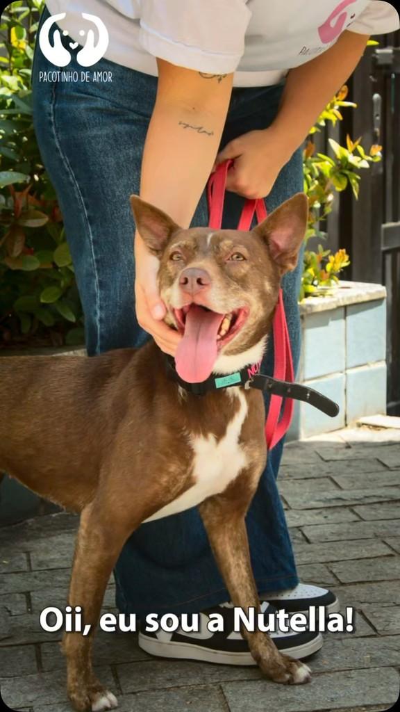 Nutella, cadela de porte médio para adoção em São Paulo - SP
