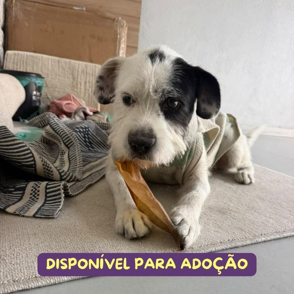 Floco, cachorro de porte médio para adoção em São Paulo - SP