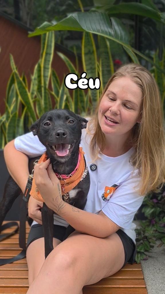 Céu, cachorro de porte pequeno para adoção em Florianópolis - SC