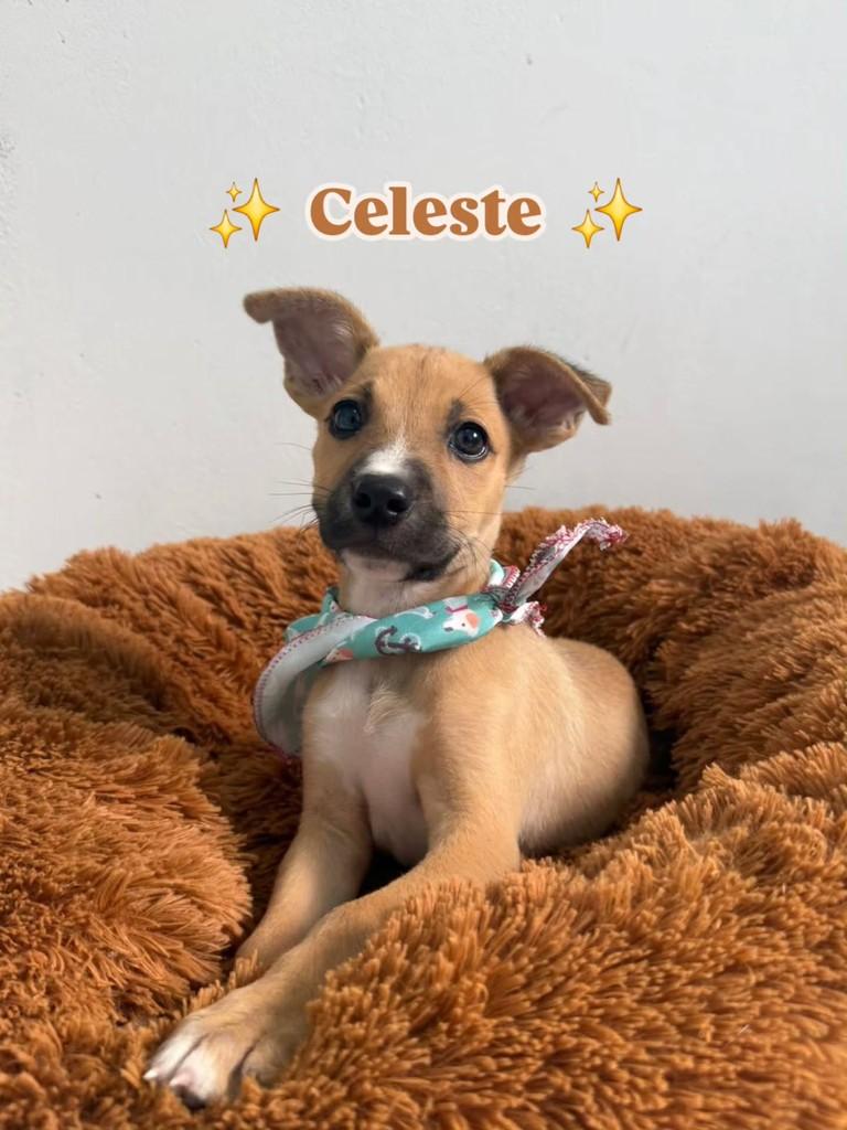 Celeste, cachorro de porte pequeno para adoção em Florianópolis - SC