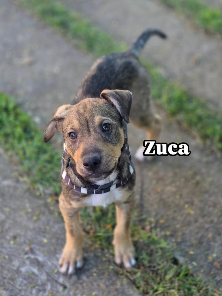 Zuca, cachorro de porte médio para adoção em Florianópolis - SC
