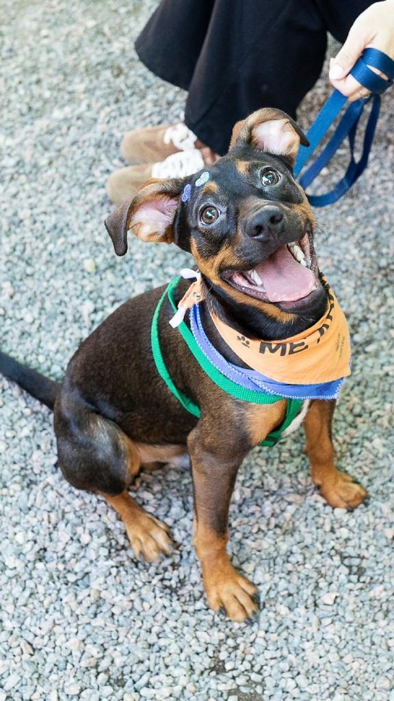 Frederico, cachorro de porte pequeno para adoção em Florianópolis - SC