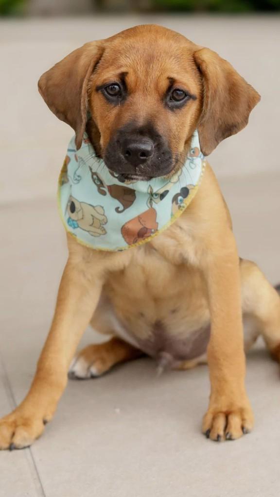 Zig, cachorro de porte pequeno para adoção em Florianópolis - SC