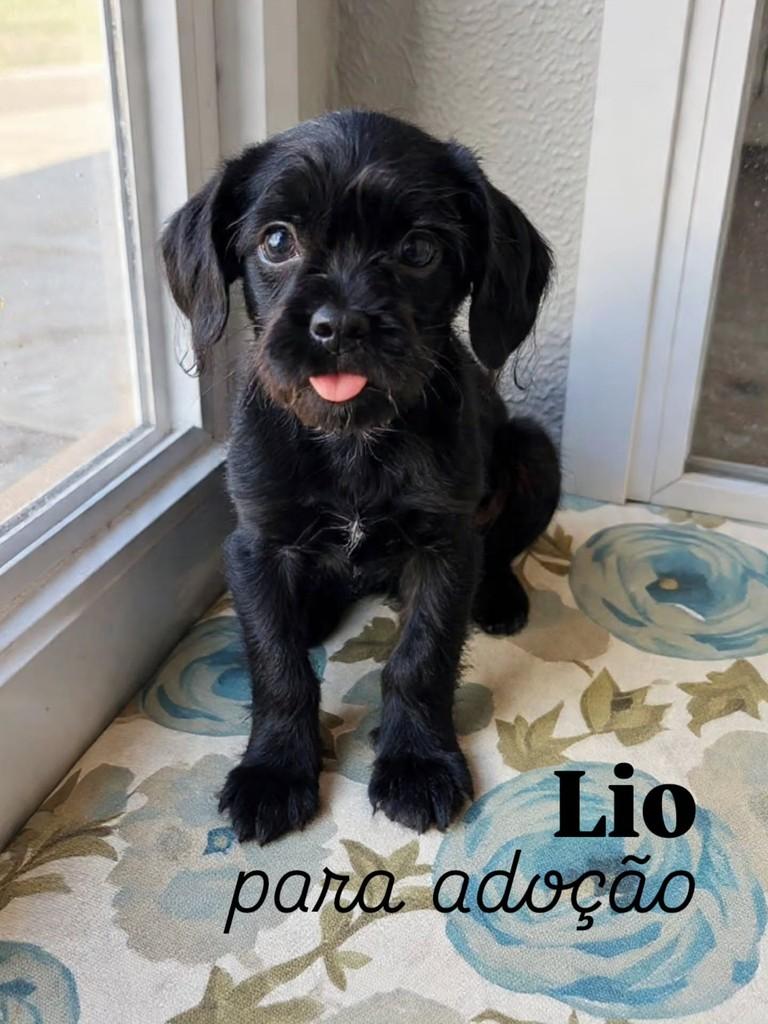 Lio, cachorro de porte pequeno para adoção em Florianópolis - SC