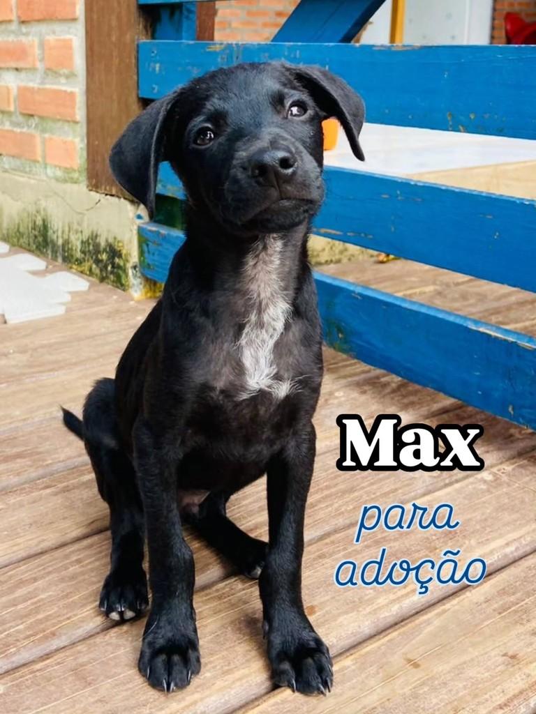 Max, cachorro de porte médio para adoção em Florianópolis - SC