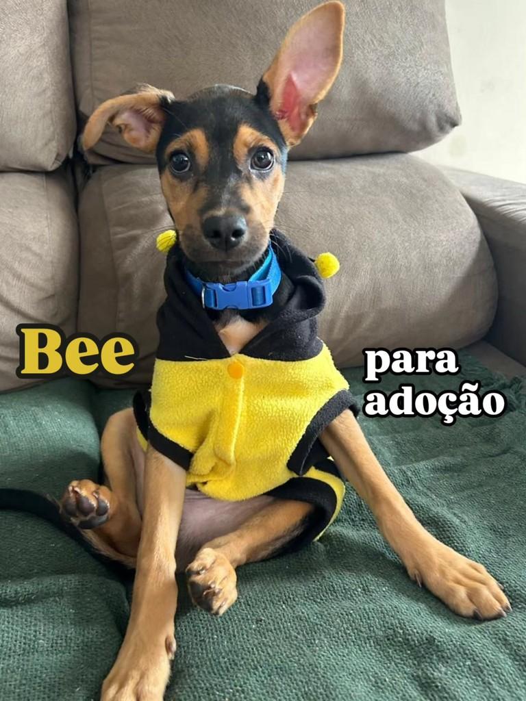 Bee, cachorro de porte médio para adoção em Florianópolis - SC