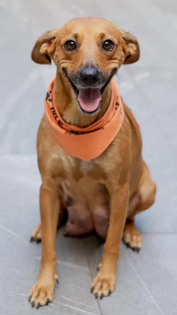 Lupita, cachorro de porte médio para adoção em Florianópolis - SC