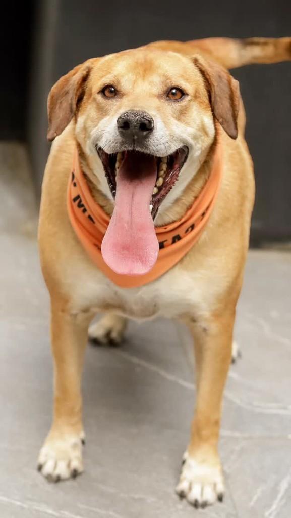 Barthô, cachorro de porte pequeno para adoção em Florianópolis - SC