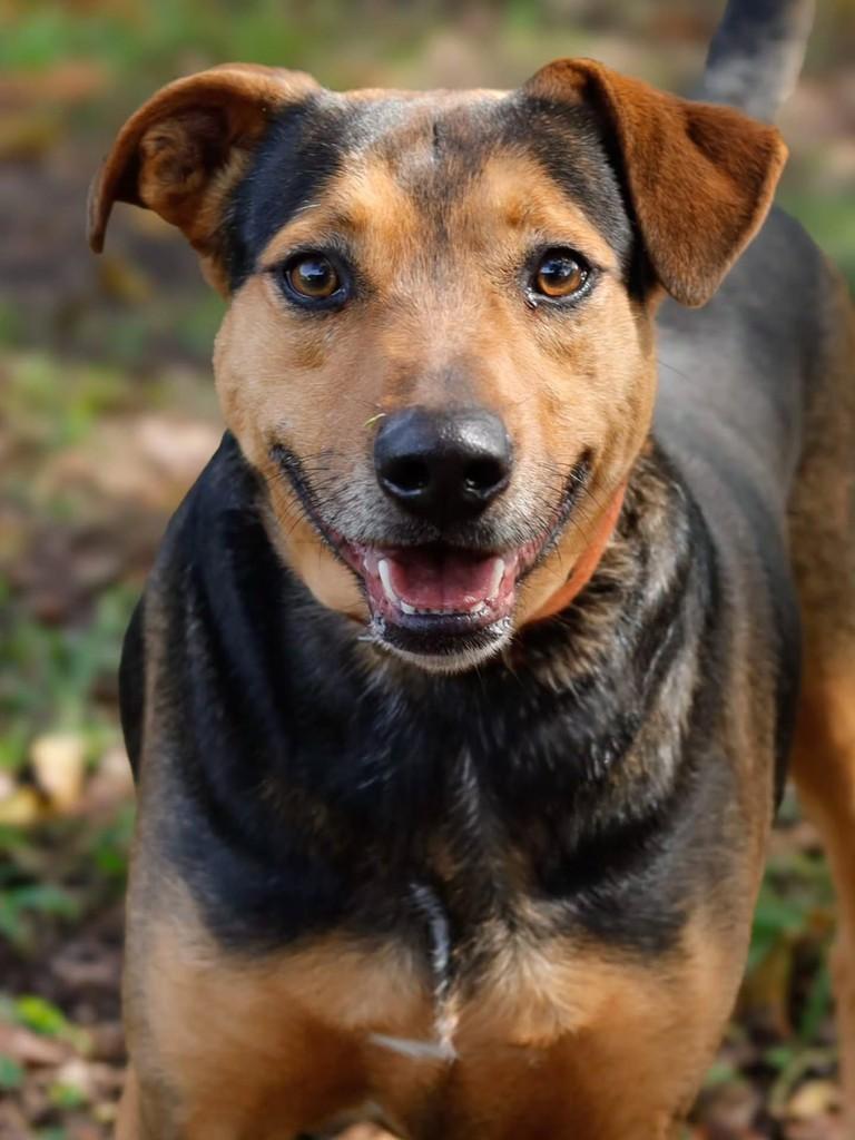 Apolo, cachorro de porte médio para adoção em Florianópolis - SC
