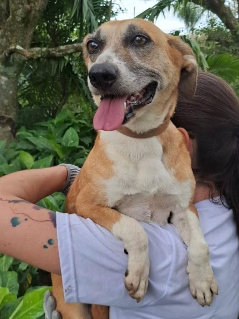 Amada, cadela de porte pequeno para adoção em Florianópolis - SC