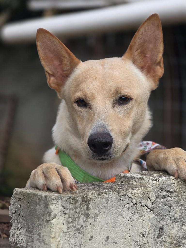 Lobinho, cachorro de porte médio para adoção em Florianópolis - SC